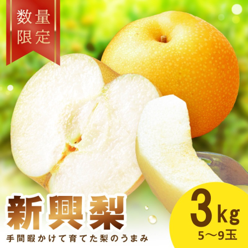 【先行予約／数量限定100】新興梨 3kg（2026年10月中旬～発送）　ふるさと納税　フルーツ くだもの 国産 梨 新興梨　先行予約 ふるさと納税 梨
 2666703 - 京都府京丹後市