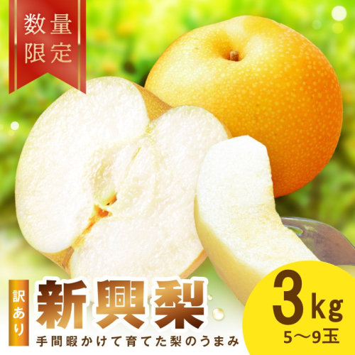 【先行予約／数量限定100】訳あり 新興梨　3kg（2026年10月中旬～発送）　ふるさと納税 訳あり フルーツ くだもの 国産 梨 新興梨 わけあり 訳有り ワケアリ 先行予約 ふるさと納税 梨
 2666734 - 京都府京丹後市