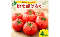 [先行予約:2026年9月上旬以降発送]トマト農家が本気で作る「秋トマト」4Kg 桃太郎はるか 北海道余市町 低段栽培 大玉トマト 自根栽培 種から育成 野菜 寒暖差