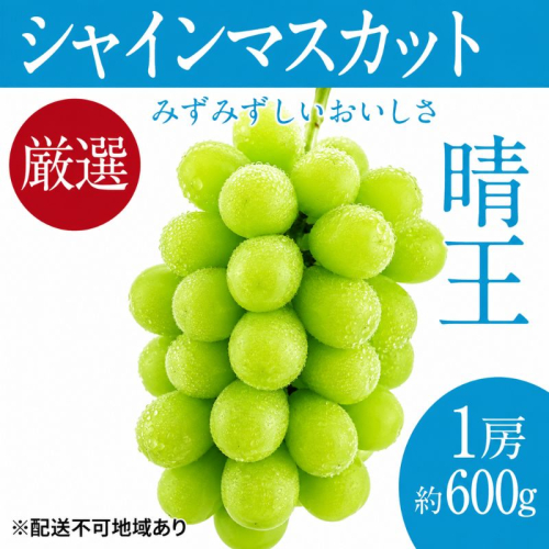 ぶどう 2026年 先行予約 シャイン マスカット 晴王 1房 約600g ブドウ 葡萄  岡山県船穂産 国産 フルーツ 果物 ギフト デザート 食後 酸味が少ない 産地直送 2666962 - 岡山県高梁市