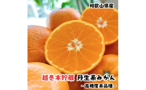 越冬本貯蔵 丹生系 みかん 3kg【先行予約】【高糖系みかん】 2667019 - 和歌山県有田川町