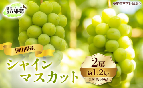 ぶどう 2026年 先行予約 シャイン マスカット 2房 合計1.2kg（1房 約600g）岡山県産 四代目 五果苑 果物類 フルーツ 甘い 種なし 皮ごと 詰め合わせ 2667024 - 岡山県玉野市