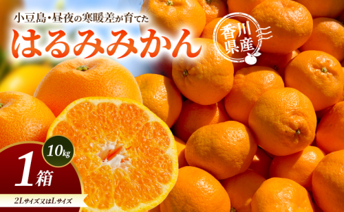 小豆島・昼夜の寒暖差が育てたはるみみかん 2L又はL 1箱(10kg) はるみ みかん 柑橘 フルーツ 果物 くだもの 香川 香川県 土庄 土庄町 2667030 - 香川県土庄町