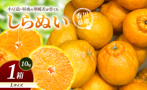 小豆島・昼夜の寒暖差が育てたしらぬい L 1箱(10kg) しらぬい 不知火 柑橘 フルーツ 果物 くだもの 香川 香川県 土庄 土庄町 2667031 - 香川県土庄町