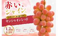 [2026年発送]先行予約 サンシャインレッド 1.2kg 2〜3房 山梨県産 希少 赤系ぶどう シャインマスカット系 [山梨県笛吹市 産地直送]ぶどう フルーツ 果物 209-011-26y