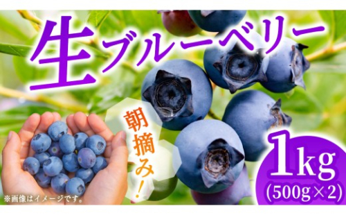 朝摘み 生 ブルーベリー 1kg (500g×2) 国産 期間限定 数量限定 冷蔵 果物 ぶるーべりー ベリー フルーツ くだもの ヨーグルト 新鮮 産地直送 おすすめ 甘い 茨城県 城里町 そよ風の丘 城里ブリーベリーガーデン[CB001] 2667316 - 茨城県城里町