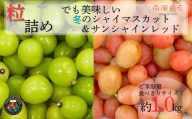 [2026年度先行予約]冬限定!粒 2種ぶどう ALPAJ069 | 令和8年度発送 冬 冬季限定 数量限定 粒 シャインマスカット シャイン サンシャインレッド 赤系ぶどう ぶどう 葡萄 フルーツ ご家庭用 新鮮 果物 くだもの 産地直送 直送 期間限定 南アルプス市 山梨