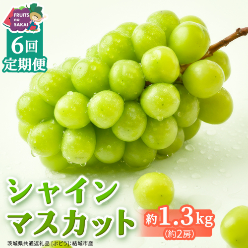 【定期便】6か月連続でお届け！ シャインマスカット 約1.3kg（約2房）【2026年8月から発送開始】（茨城県共通返礼品 [ぶどう]：結城市産） ぶどう ブドウ 葡萄 シャインマスカット 種なし 皮ごと 甘い 高級 ふるさと納税 定期便 6か月 [FC55-NT] 2668012 - 茨城県つくばみらい市
