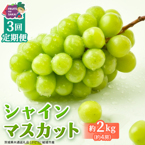 【定期便】3か月連続でお届け！ シャインマスカット 約2kg（約4房）【2026年8月から発送開始】（茨城県共通返礼品 [ぶどう]：結城市産） ぶどう ブドウ 葡萄 シャインマスカット 種なし 皮ごと 甘い 高級 ふるさと納税 定期便 3か月 [FC56-NT] 2668013 - 茨城県つくばみらい市