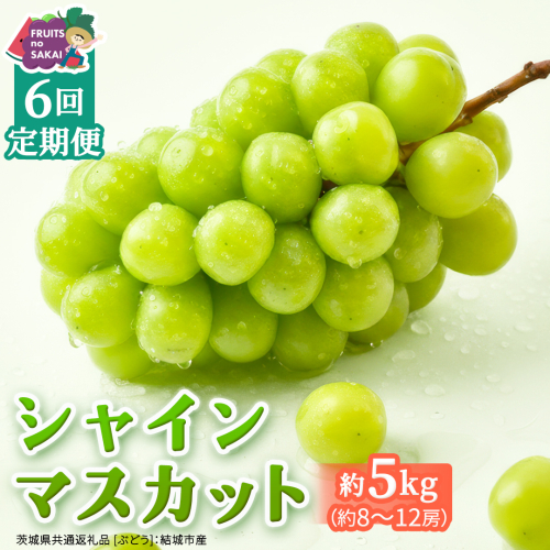 【定期便】6か月連続でお届け！ シャインマスカット 約5kg（約8～12房）【2026年8月から発送開始】（茨城県共通返礼品 [ぶどう]：結城市産） ぶどう ブドウ 葡萄 シャインマスカット 種なし 皮ごと 甘い 高級 ふるさと納税 定期便 6か月 [FC59-NT] 2668022 - 茨城県つくばみらい市