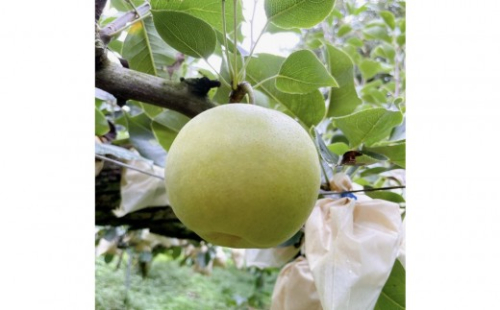 有梨の実石田 二十世紀梨 (自家用)5kg【8月下旬以降お届け】 2669329 - 鳥取県琴浦町