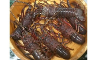 伊豆天然イセエビ　約720g（2尾） 1404 ／ 稲取水産 活 伊勢海老 静岡県 東伊豆町