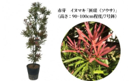 赤芽 イヌマキ  「匝瑳（ソウサ）」《高さ：90～100cm程度》