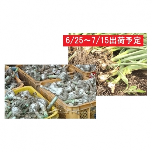 五所川原産 土つきにんにく5株(約2kg程度)