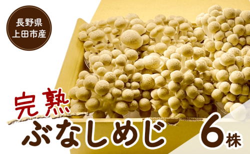 長野県上田市産 完熟ぶなしめじ6株｜信州産 産地直送 きのこ 詰め合わせ 食べ応え抜群 苦みが少ない 栄養豊富 2671466 - 長野県上田市