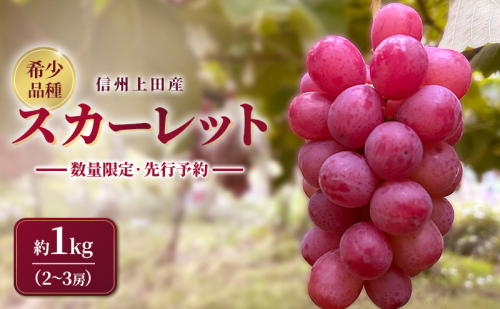 スカーレット 信州上田産 約1kg 2～3房 ぶどう ブドウ 1kg 種なし 皮ごと 果物 くだもの フルーツ デザート 旬の果物 旬のフルーツ 長野県上田市 2671472 - 長野県上田市