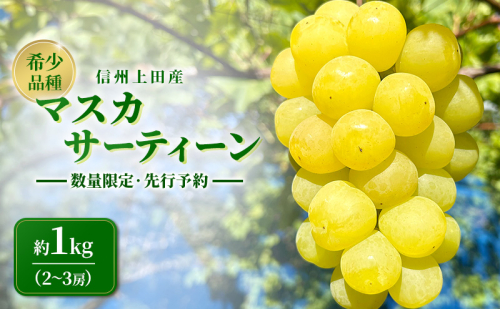 マスカサーティーン 信州上田産 約1kg 2～3房 ぶどう ブドウ 1kg 種なし 皮ごと 果物 くだもの フルーツ デザート 旬の果物 旬のフルーツ 長野県上田市 2671473 - 長野県上田市