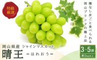 シャインマスカット 晴王 3〜5房 ( 約2kg ) マスカット ぶどう ブドウ 葡萄 フルーツ 果物 くだもの 岡山県産 国産 [ 2026年8月下旬〜11月上旬迄順次発送予定 ]