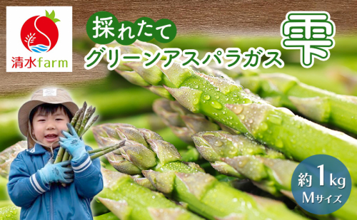 【2027年4月～発送】富良野産 採れたて直送! グリーンアスパラ 「雫」Mサイズ【約1kg】 (清水farm) アスパラ アスパラガス 野菜 新鮮 季節限定 北海道 富良野 ふらの 2672614 - 北海道富良野市