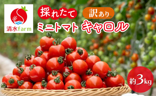 【2026年7月～発送】訳あり 富良野産 採れたて直送! ミニトマト キャロル10 【約3kg】 (清水farm) トマト ミニトマト とまと 野菜 新鮮 甘い 季節限定 北海道 富良野 ふらの 2672622 - 北海道富良野市