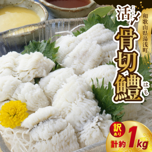 【訳アリ・業務用】活〆 加熱用 国産 骨切鱧 約1kg （200g〜300g程の大きさの鱧を3〜5匹）_SD1009 2672769 - 和歌山県湯浅町