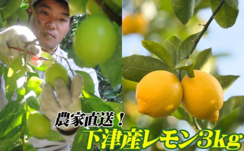 レモン 約3kg 大小混合サイズ 11月～2月に鈴木みかん農園より農園直送！ 青いレモン 黄色いレモン ※北海道・沖縄・離島への配送不可 2673163 - 和歌山県海南市