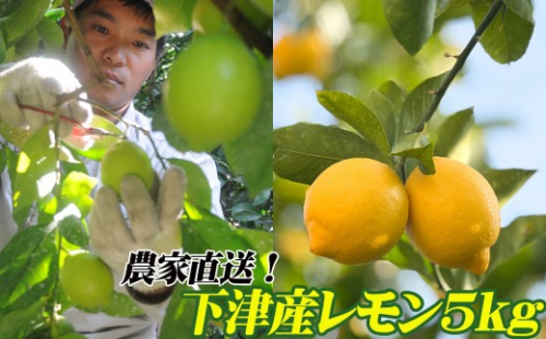 レモン 約5kg 大小混合サイズ ちょっと訳あり 11月～2月に鈴木みかん農園より農園直送！ 青いレモン 黄色いレモン ※北海道・沖縄・離島への配送不可 2673164 - 和歌山県海南市