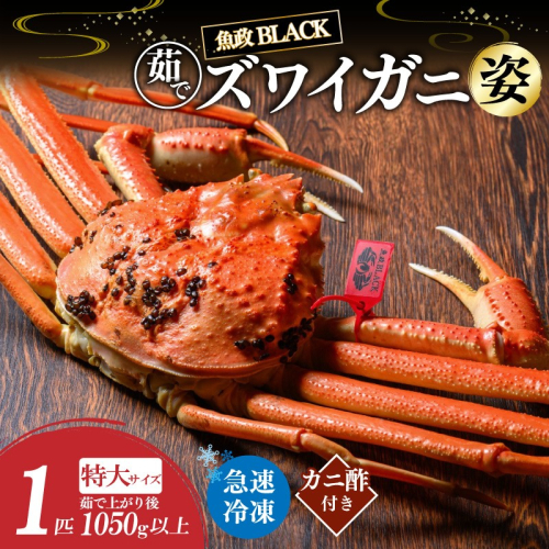 【蟹の匠 魚政】魚政BLACK 茹でズワイガニ〈急速冷凍〉特大サイズ 1杯【姿のまま】カニ酢付き 2673592 - 京都府京丹後市
