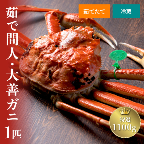 【蟹の匠 魚政】京丹後市産 未冷凍 茹で間人ガニ大善ガニ 特撰 大サイズ（1000～1100g） 2匹セット（11月～12月発送）
 2673677 - 京都府京丹後市