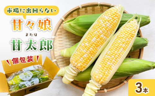  【6月下旬頃より順次発送】とうもろこし 先行予約 甘々娘 または 甘太郎 3本 テルもろこし 個包装 レンジ調理 レンチン 野菜 夏 旬 冷蔵 冷蔵配送 静岡 浜松市【配送不可：離島】 2674090 - 静岡県浜松市