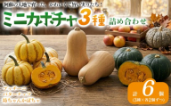 【7月中旬より順次発送】　阿蘇産 ミニカボチャ詰め合わせ３種セット (バターナッツ　プッチーニ　坊ちゃん) 3種×各2ずつ 計6個セット おすそわけ農園 野菜 やさい かぼちゃ 南瓜 新鮮 旬 食べ比べ 高原野菜 美味しい 珍しい サラダ そのまま 煮物 料理 おすすめ 人気 美味しい 贈答用 お祝い ご褒美 熊本県 阿蘇市