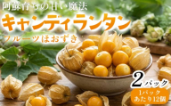 阿蘇育ちの甘い魔法 「キャンディランタン」フルーツほうずき 食用ほうずき 12個入×2パック おすそわけ農園 野菜 やさい 新鮮 旬 セット 食べ比べ 珍しい サラダ 人気 美味しい そのまま 料理 ご褒美 熊本県 阿蘇市