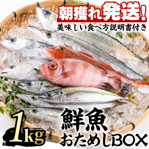 【0103213a】朝獲れ発送！鮮魚問屋が厳選した『鮮魚おためしBOX』(約1kg程度) 魚 魚介類 鮮魚 海鮮 詰め合わせ セット 刺身 天ぷら 煮つけ 塩焼き 鮮魚BOX 【江川商店】 2674751 - 鹿児島県東串良町