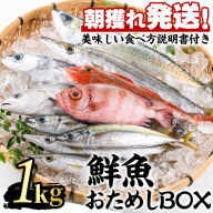 【0103213a】朝獲れ発送！鮮魚問屋が厳選した『鮮魚おためしBOX』(約1kg程度) 魚 魚介類 鮮魚 海鮮 詰め合わせ セット 刺身 天ぷら 煮つけ 塩焼き 鮮魚BOX 【江川商店】