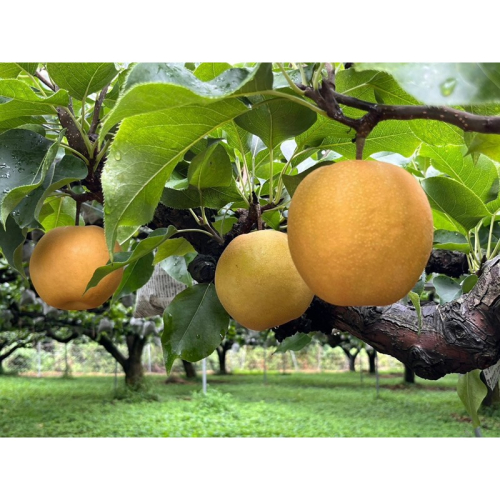 【先行予約】樹上完熟 新興梨 3kg（5～8個）（2026年10月下旬～発送） 2674754 - 京都府京丹後市