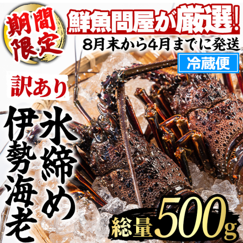 【0173208a】＜訳あり＞朝獲れ発送！鮮魚問屋が厳選した氷締め伊勢海老(1～2尾・総量500g以上) 伊勢エビ 伊勢えび 刺身 さしみ えび 海老 魚介類 海鮮 刺身 塩焼き 訳あり 訳アリ 【江川商店】 2674959 - 鹿児島県東串良町