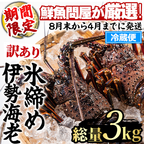 【1023210a】＜訳あり＞朝獲れ発送！鮮魚問屋が厳選した氷締め伊勢海老(3～7尾・総量3kg以上) 伊勢エビ 伊勢えび 刺身 さしみ えび 海老 魚介類 海鮮 刺身 塩焼き 訳あり 訳アリ 【江川商店】 2674962 - 鹿児島県東串良町