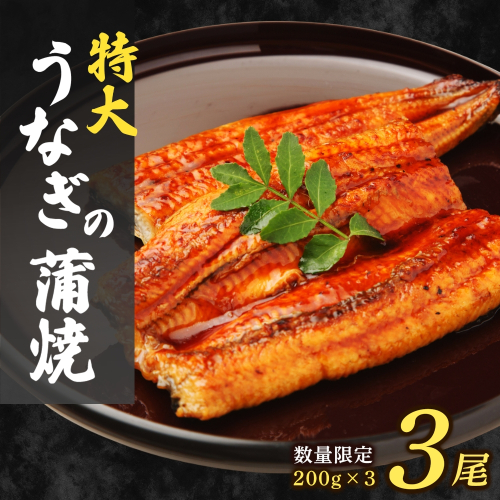 大容量600g！特大うなぎ蒲焼200g×3尾 2675266 - 福岡県篠栗町