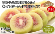 【ぽぽ農園】【訳あり・ご自宅用】レインボーレッドキウイ（四国中央市産レインボーレッド） SS サイズ 約3.5kg（66個～77個）