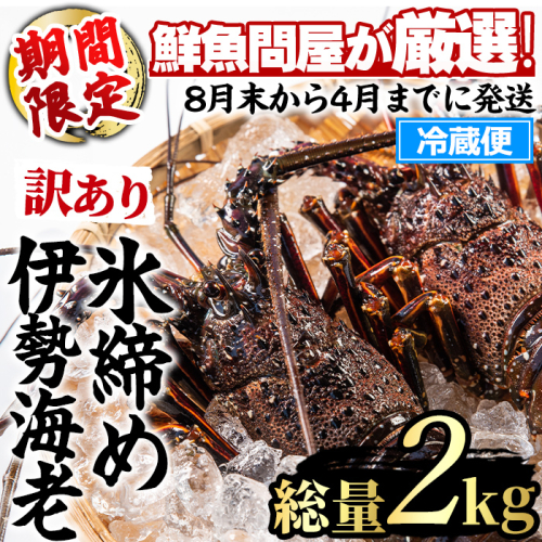 【0683209a】＜訳あり＞朝獲れ発送！鮮魚問屋が厳選した氷締め伊勢海老(2～5尾・総量2kg以上) 伊勢エビ 伊勢えび 刺身 さしみ えび 海老 魚介類 海鮮 刺身 塩焼き 訳あり 訳アリ 【江川商店】 2676065 - 鹿児島県東串良町
