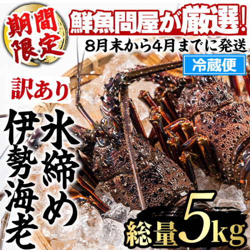 【1683212a】＜訳あり＞朝獲れ発送！鮮魚問屋が厳選した氷締め伊勢海老(5～12尾・総量5kg以上) 伊勢エビ 伊勢えび 刺身 さしみ えび 海老 魚介類 海鮮 刺身 塩焼き 訳あり 訳アリ 【江川商店】 2676069 - 鹿児島県東串良町