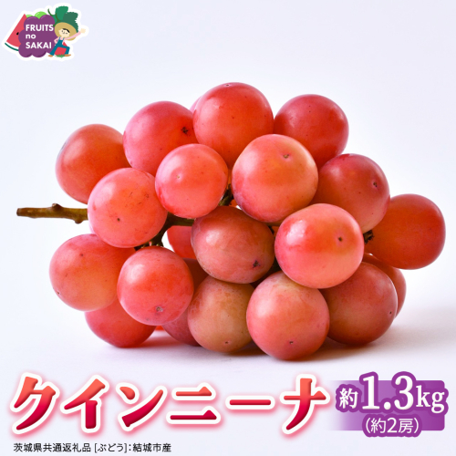 クインニーナ 約1.3kg（約2房） 【2026年8月より発送開始】 （茨城県共通返礼品 [ぶどう]：結城市産） ぶどう ブドウ 葡萄 クインニーナ 種なし 皮ごと 高級 国産 ふるさと納税 [FC17-NT] 2676584 - 茨城県つくばみらい市