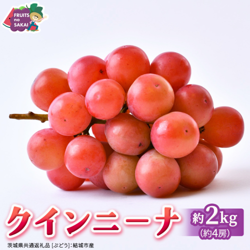 クインニーナ 約2kg（約4房） 【2026年8月より発送開始】 （茨城県共通返礼品 [ぶどう]：結城市産） ぶどう ブドウ 葡萄 クインニーナ 種なし 皮ごと 高級 国産 ふるさと納税 [FC18-NT] 2676586 - 茨城県つくばみらい市