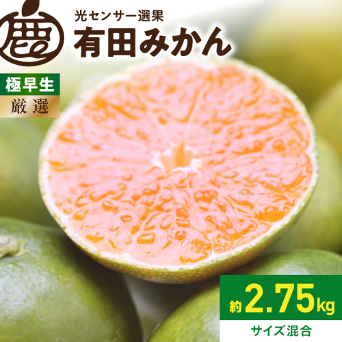 《2026年9月下旬～11月中旬頃に順次発送》【2026年先行予約】厳選 極早生有田みかん約2.5kg+250g（傷み補償分）ゆら早生みかん【YN26・ゆら早生】【光センサー選果】_ZH7039 2677463 - 和歌山県湯浅町