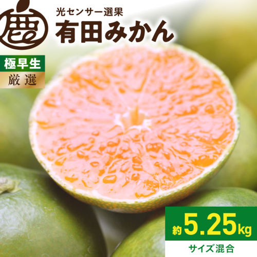 《2026年9月下旬～11月中旬頃に順次発送》【2026年先行予約】厳選 極早生有田みかん約5kg+250g（傷み補償分）ゆら早生みかん【YN26・ゆら早生】【光センサー選果】_ZH7040 2677464 - 和歌山県湯浅町