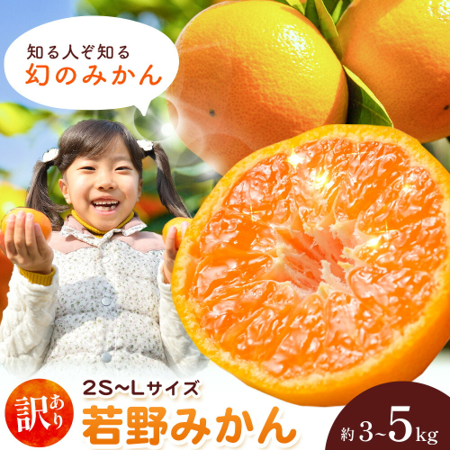 和歌山県産 訳あり 若野みかん (2S～Lサイズ) みかん 選べる内容量 約3kg 約5kg《11月下旬-12月下旬頃出荷》　マルエイ農園 和歌山県 日高川町 果物 フルーツ 訳ありみかん 家庭用 みかん 3kg 5kg みかん 2677735 - 和歌山県日高川町