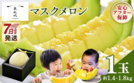メロン 1玉入り [7日程度で発送]一果相伝マスク 最短配送 めろん 青肉 果物 くだもの フルーツ 贈答用 贈答品 贈り物 ギフト 産地直送 篤農 高知県 香南市 常温 tn-0064