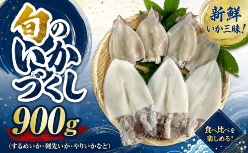 旬のいかづくし（するめいか、剣先いか（白いか）、やりいか、など） 【033_1791】 2678556 - 島根県浜田市