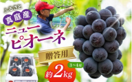 【先行予約】 数量限定 植木さんのニューピオーネ  約2kg 〈贈答用〉 【期間限定/9月～10月末頃より順次発送】 産地直送 岡山県 真庭市の自然が磨いたピオーネ ぶどう園AC  濃厚 ブドウ 種なし ブドウ 果物 フルーツ 期間限定 ギフト 贈答 贈り物 お取り寄せ 産直 2キロ 【beac002-01】