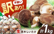 【訳あり】不揃い 原木しいたけ 1kg（200g×5袋）椎茸 しいたけ シイタケ 訳あり 国産 岐阜 白川町 / 清水しいたけ園 [AWAY003]